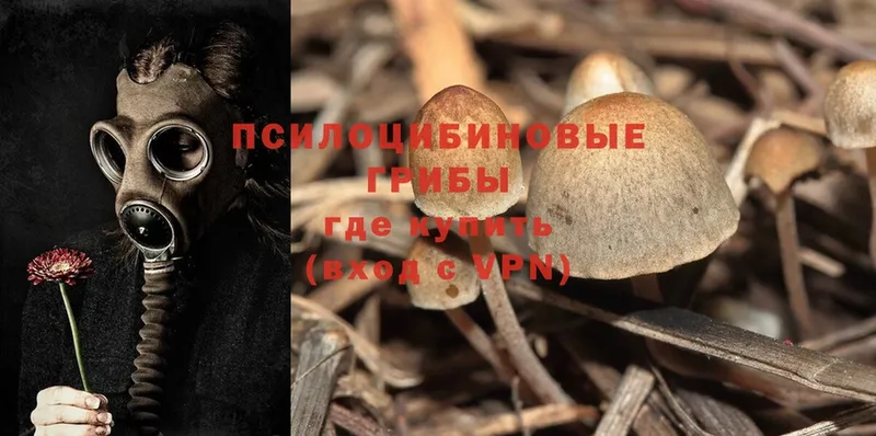 Галлюциногенные грибы Psilocybe  даркнет сайт  Златоуст 